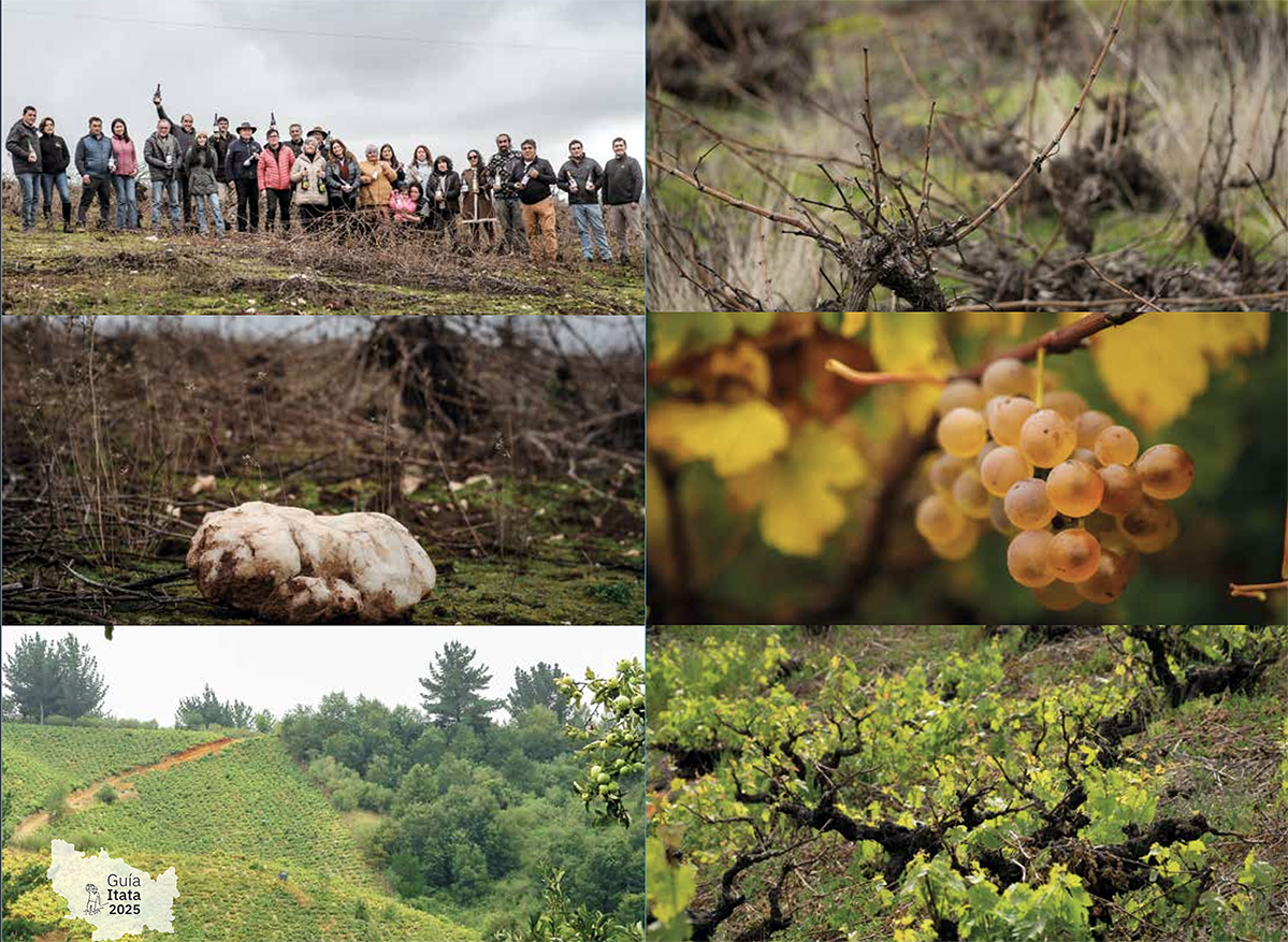 Guía del Itata 2025: la memoria campesina que hoy se celebra en cada copa