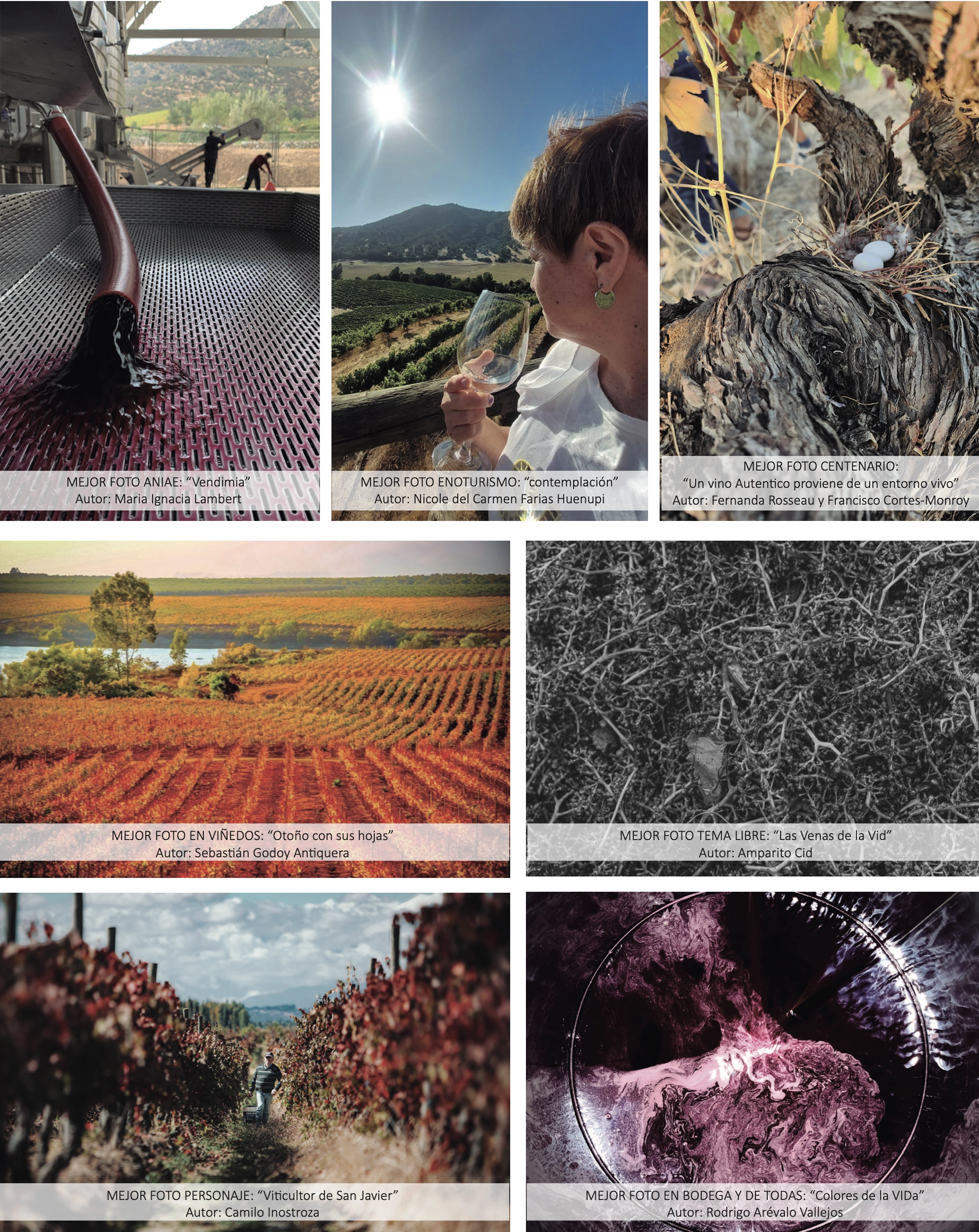 El vino se mira, se siente… y se honra Ganadores del 4º Concurso de Fotografía Vendimia - WiP.cl