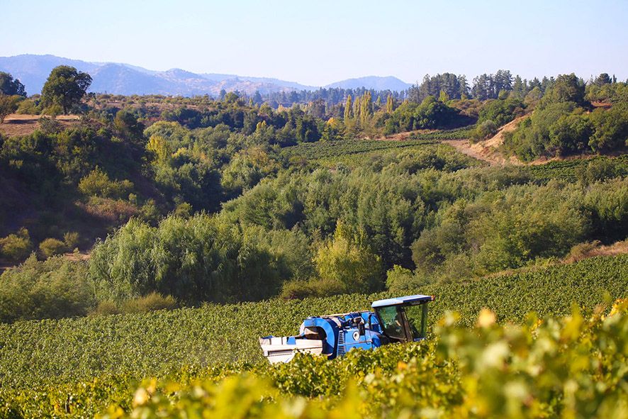 Vendimia 2025: Producción de vino cae por cuarto año consecutivo