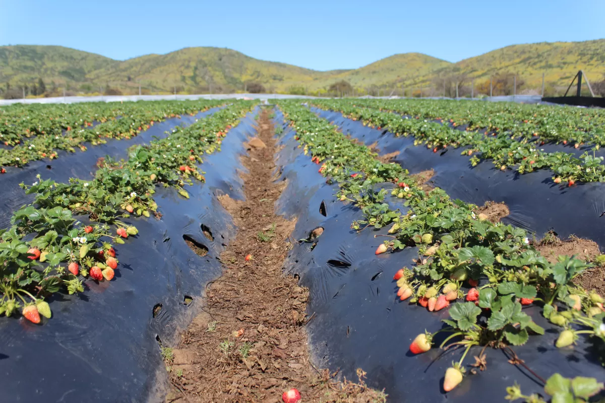 Levaduras nativas chilenas: la innovación biológica que busca prolongar la vida útil de la frutilla