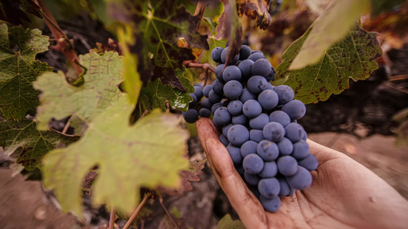 El "vino bajo alcohol" ya rige: qué cambia, qué no cambia y por qué hay viñateros en contra