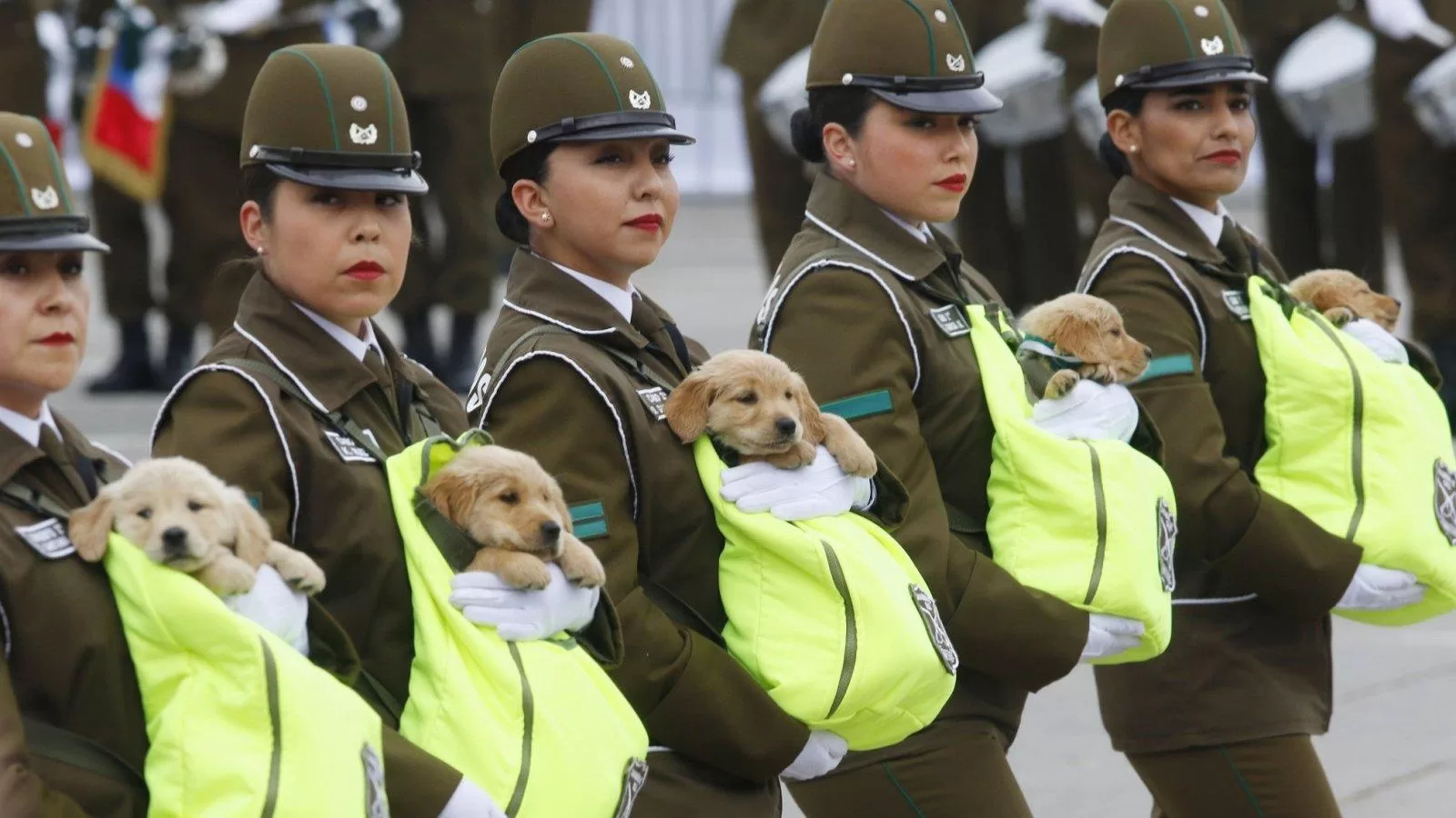 Los protagonistas de cuatro patas que conquistaron la Parada Militar 2026