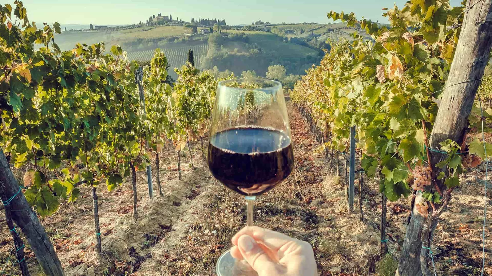Crisis mundial del vino golpea a Chile: más de 20 mil hectáreas de viñedos perdidas desde 2019