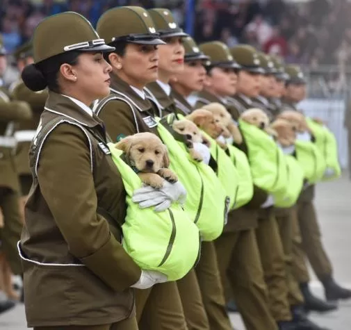 Los protagonistas de cuatro patas que conquistaron la Parada Militar 2026