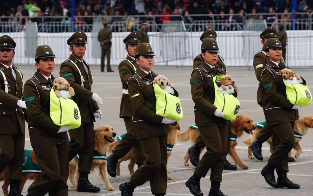 Los protagonistas de cuatro patas que conquistaron la Parada Militar 2026